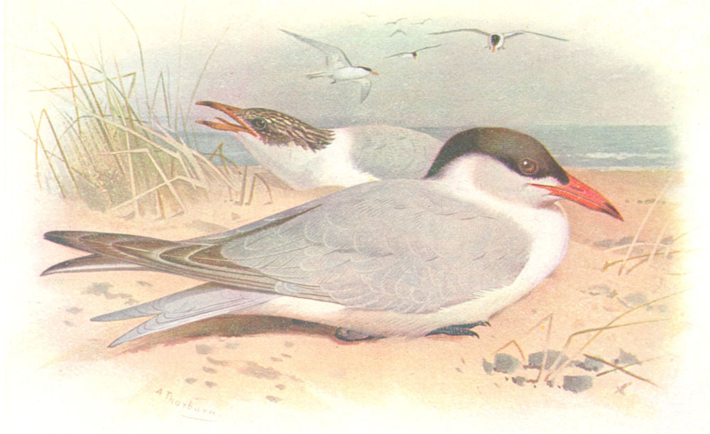 BRITISH BIRDS. Caspian Tern. THORBURN 1925 old vintage print picture
